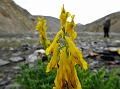 Erect Corydalis